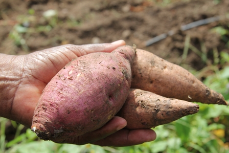 New varieties of sweet potato in experimental stages at the Taiwan Mission at Cades Bay